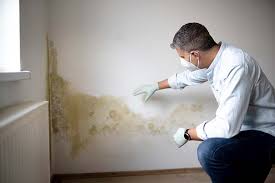 Best Commercial Mold Inspection  in Warrensville Heights, OH